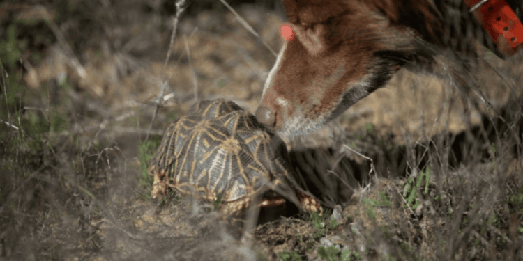 In Sudafrica, i cani salvano le testuggini: un progetto innovativo per proteggere la specie più minacciata del continente