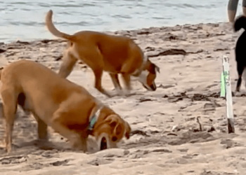 Il dipartimento forestale indiano studia nuove misure per respingere i cani che distruggono i nidi di tartaruga bastarda olivacea