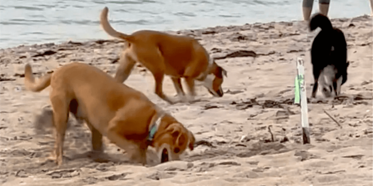 Il dipartimento forestale indiano studia nuove misure per respingere i cani che distruggono i nidi di tartaruga bastarda olivacea