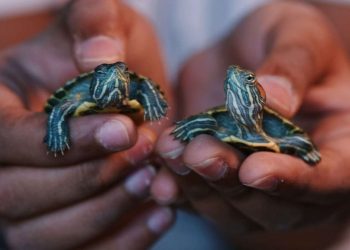 USA: registrati decine di casi di Salmonella riconducibili alle baby tartarughe domestiche