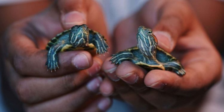 USA: registrati decine di casi di Salmonella riconducibili alle baby tartarughe domestiche