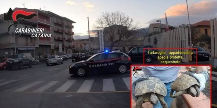 Cocaina, marijuana e anche due testuggini di terra senza documenti: arrestato 45enne catanese