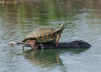 Causa contro il governo USA: tutela legale per la tartaruga del Rio Grande
