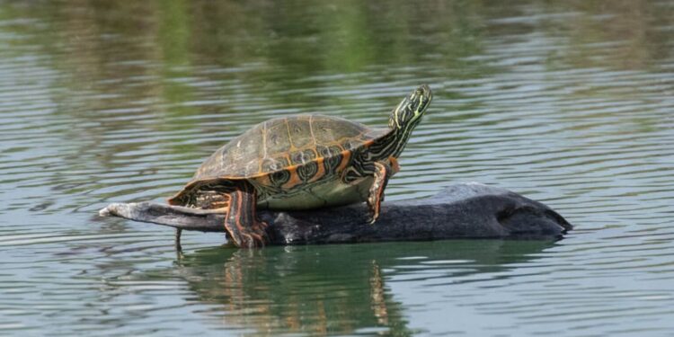 Causa contro il governo USA: tutela legale per la tartaruga del Rio Grande