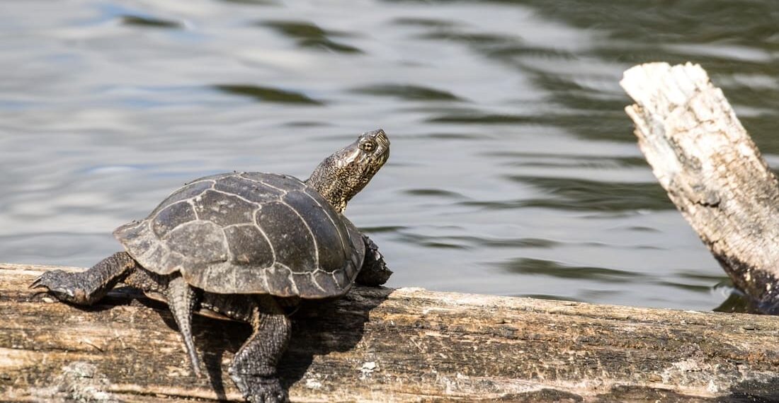 Tredici anni di attesa per proteggere due tartarughe: nuova causa contro il Fish and Wildlife Service