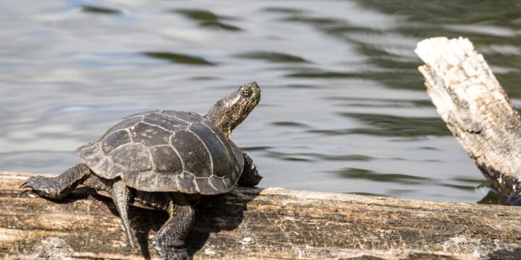 Tredici anni di attesa per proteggere due tartarughe: nuova causa contro il Fish and Wildlife Service