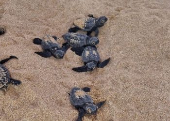 Ennesimo nido di tartaruga marina confermato in Salento: la regione Puglia raggiunge quota cento deposizioni