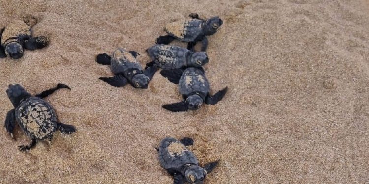 Ennesimo nido di tartaruga marina confermato in Salento: la regione Puglia raggiunge quota cento deposizioni