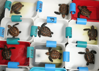 La potente tempesta al largo del Sudafrica ha trascinato a riva più di 580 piccole tartarughe, portando al collasso il centro di recupero