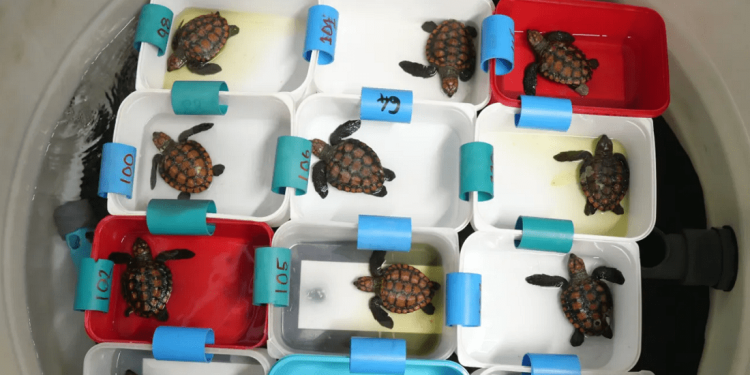 La potente tempesta al largo del Sudafrica ha trascinato a riva più di 580 piccole tartarughe, portando al collasso il centro di recupero