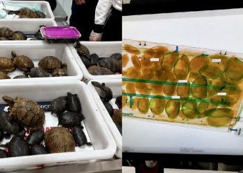 Messico: nascoste tra i calzini, bloccato un “carico” di 121 tartarughe e 16 rane destinato al Giappone