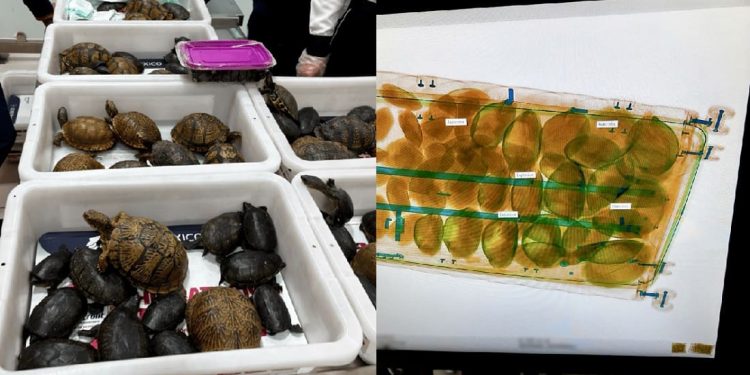 Messico: nascoste tra i calzini, bloccato un “carico” di 121 tartarughe e 16 rane destinato al Giappone