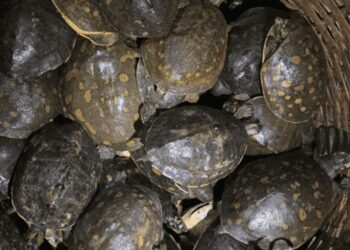 250 tartarughe in quattro ceste di bambù: il sequestro che riporta alla luce il commercio nascosto del Bangladesh