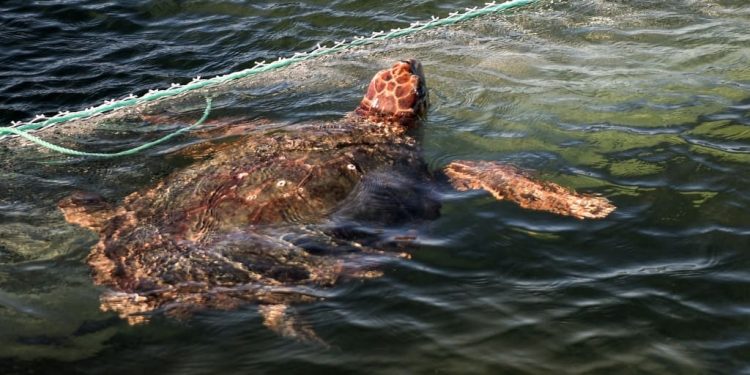 Installata in Tunisia una piattaforma galleggiante per la riabilitazione delle tartarughe marine: è la prima nel Mediterraneo