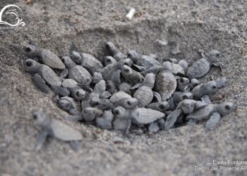 Record di nidificazioni in Liguria: 11 (+1) nidi di Caretta caretta nel 2025 e oltre 700 tartarughine nate