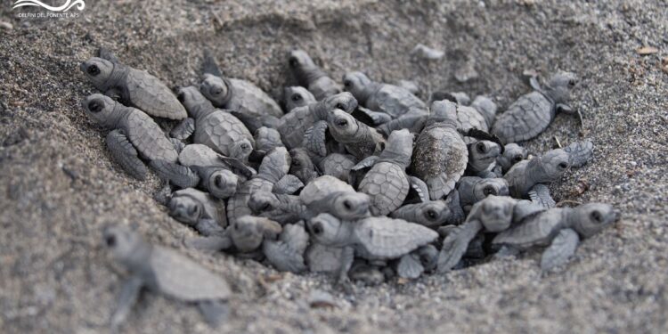 Record di nidificazioni in Liguria: 11 (+1) nidi di Caretta caretta nel 2025 e oltre 700 tartarughine nate