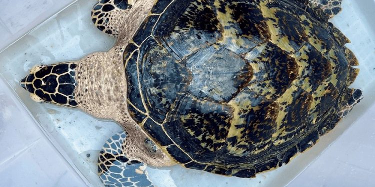 Un cittadino cinese consegna una tartaruga marina dopo averla allevata in casa per 20 anni