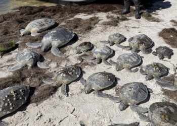 Ondata di freddo in Florida: centinaia di tartarughe marine “stordite dal freddo” salvate e in parte già rilasciate nel Golfo