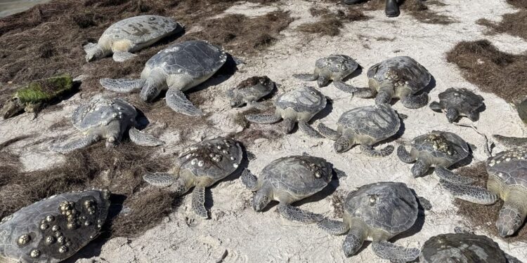 Ondata di freddo in Florida: centinaia di tartarughe marine “stordite dal freddo” salvate e in parte già rilasciate nel Golfo