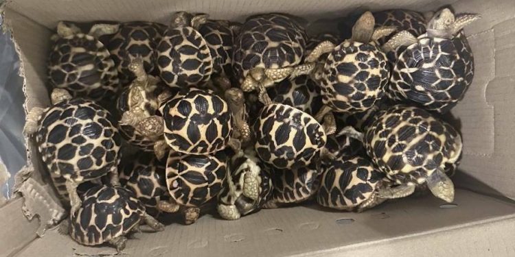 Condannato un uomo di Taiwan beccato con 620 testuggini stellate indiane acquistate illegalmente dall’estero