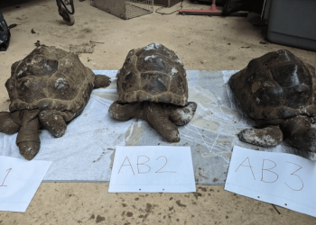 Condannato l’uomo che aveva gettato nel bosco le carcasse delle sue dieci testuggini giganti morte per negligenza