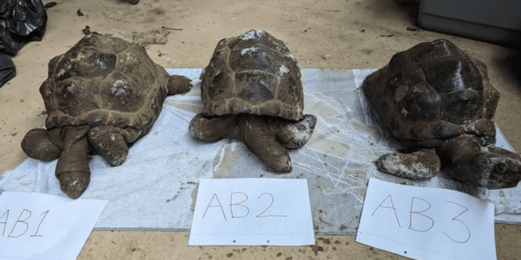 Condannato l’uomo che aveva gettato nel bosco le carcasse delle sue dieci testuggini giganti morte per negligenza