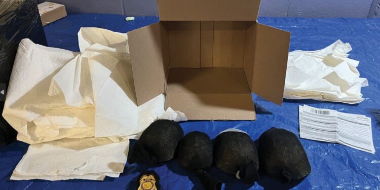 Dagli USA a Hong Kong: il lungo viaggio nei calzini di oltre 800 tartarughe