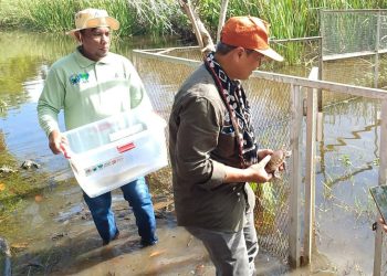Indonesia: le tartarughe di Rote tornano in natura grazie a un’alleanza per la conservazione