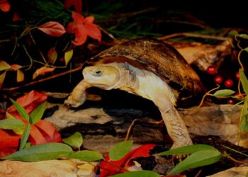 The Turtle Bank: perché salvare le ultime tartarughe asiatiche significa difendere interi ecosistemi