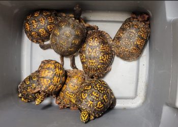 Donna sorpresa in kayak a contrabbandare tartarughe dagli Stati Uniti al Canada