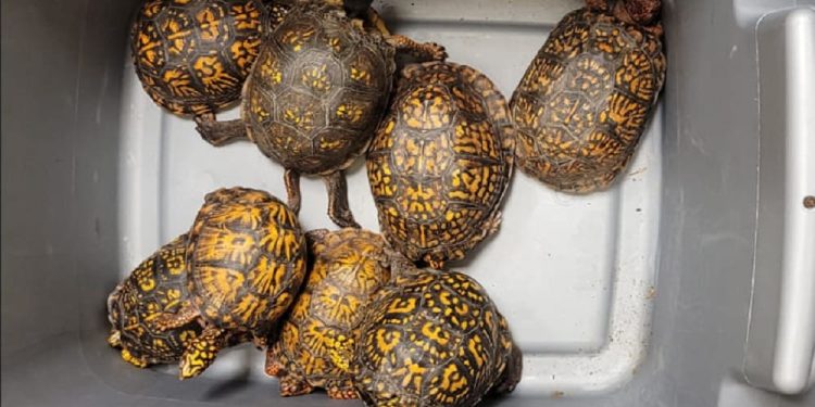 Donna sorpresa in kayak a contrabbandare tartarughe dagli Stati Uniti al Canada