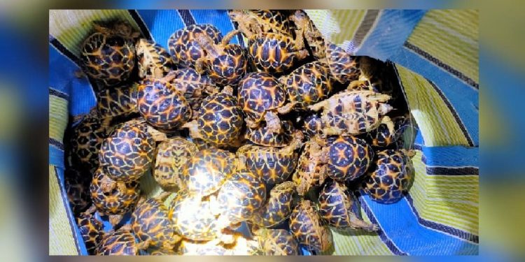 Tre contrabbandieri beccati lungo il confine tra India e Bangladesh con 195 testuggini stellate nascoste in più sacchi