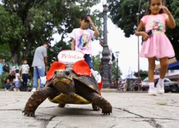 Venezuela, 80 testuggini “in gara” per la festa di San Francesco: una tradizione molto discussa ma amata