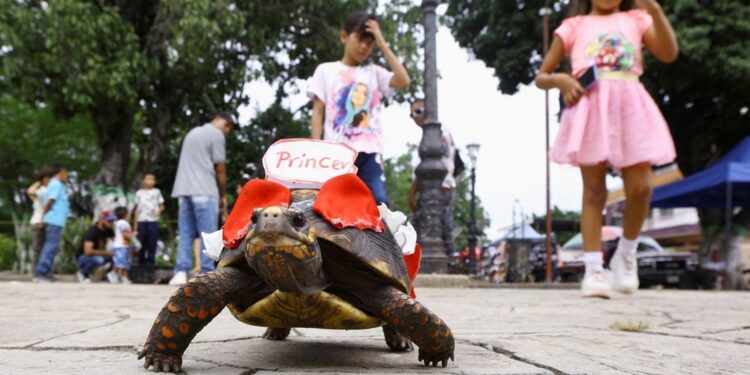 Venezuela, 80 testuggini “in gara” per la festa di San Francesco: una tradizione molto discussa ma amata