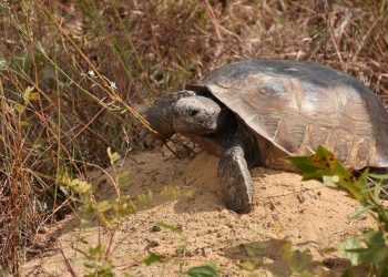 I funzionari della FWC indagano sulla morte di tante testuggini di Gopher nella Riserva Naturale di Boyd Hill (FL)