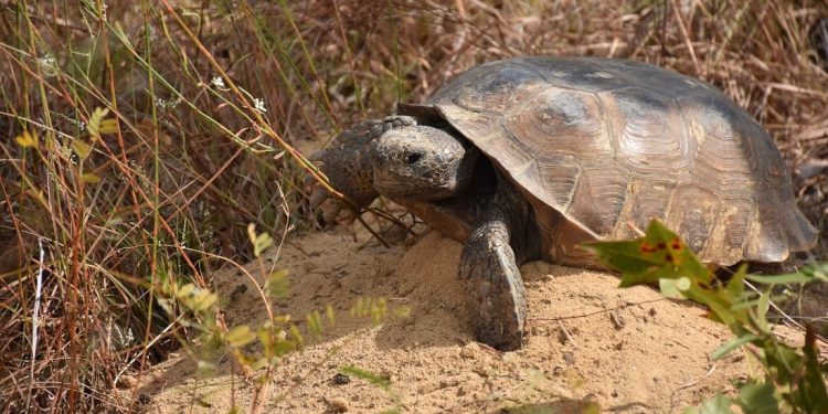 I funzionari della FWC indagano sulla morte di tante testuggini di Gopher nella Riserva Naturale di Boyd Hill (FL)