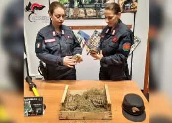 Un 37enne trapanese tenta di vendere online 19 Testudo hermanni senza documenti ma viene scoperto e denunciato