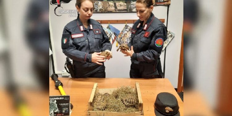 Un 37enne trapanese tenta di vendere online 19 Testudo hermanni senza documenti ma viene scoperto e denunciato