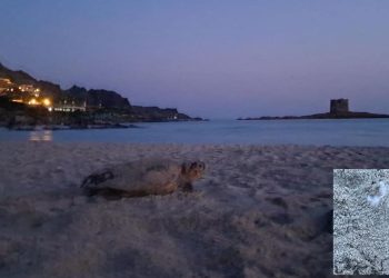 Tartaruga depone a “La Pelosa”: erano due settimane che non si registravano nuove nidificazioni in Italia