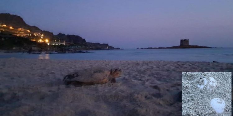 Tartaruga depone a “La Pelosa”: erano due settimane che non si registravano nuove nidificazioni in Italia