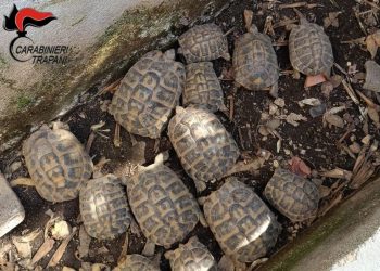 Denunciato un uomo di Custonaci per detenzione illecita di 15 esemplari di Testudo hermanni