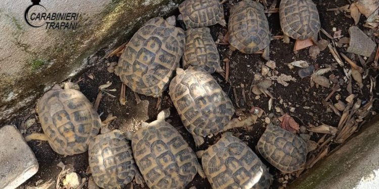 Denunciato un uomo di Custonaci per detenzione illecita di 15 esemplari di Testudo hermanni