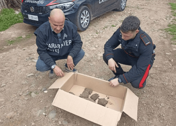 Durante un blitz per stanare i pusher della cocaina rosa, i Carabinieri trovano dieci testuggini detenute illegalmente