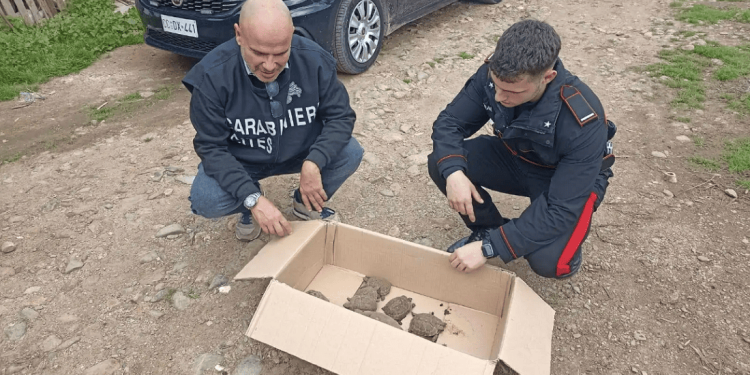 Durante un blitz per stanare i pusher della cocaina rosa, i Carabinieri trovano dieci testuggini detenute illegalmente