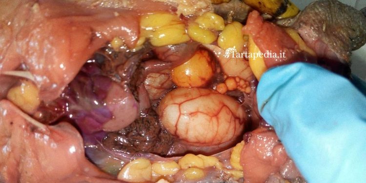 Distocia in tartarughe e testuggini