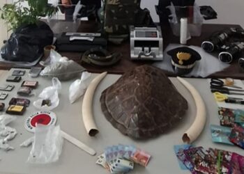Droga, carapace di tartaruga e zanne d’avorio: arrestati nonna e nipote a Bari. Un mix di reati ambientali e penali