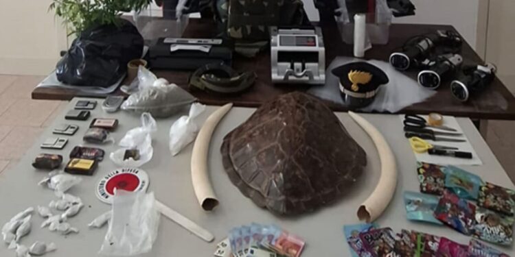 Droga, carapace di tartaruga e zanne d’avorio: arrestati nonna e nipote a Bari. Un mix di reati ambientali e penali