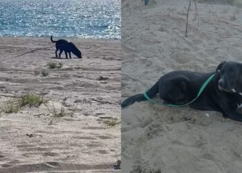 Fiuto infallibile e cuore grande: due nidi di tartaruga marina scoperti grazie ai cani e ai loro compagni umani