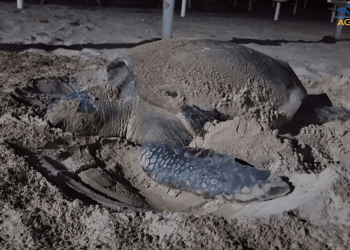 Altra doppietta siciliana: confermati due nidi di tartaruga marina in provincia di Agrigento