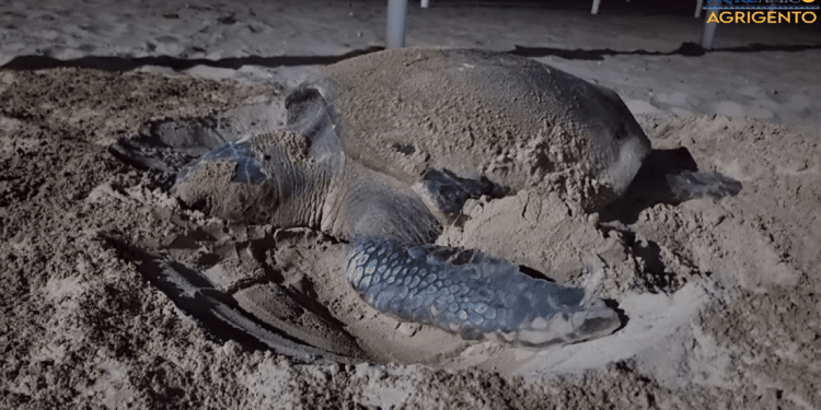 Altra doppietta siciliana: confermati due nidi di tartaruga marina in provincia di Agrigento